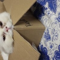 British Longhair, Kedi  Pamuk fotoğrafı