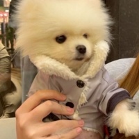 Pomeranyalı, Köpek  Oscar fotoğrafı