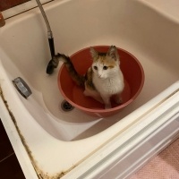 Tekir Kedi, Kedi  Mia fotoğrafı