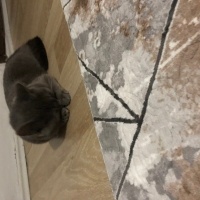 Scottish Fold, Kedi  Duman fotoğrafı