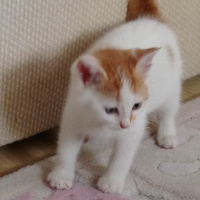 Tekir Kedi, Kedi  yumak fotoğrafı