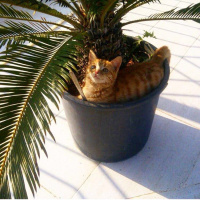 Tekir Kedi, Kedi  yumak fotoğrafı