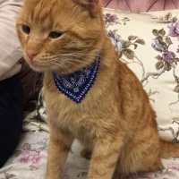 Tekir Kedi, Kedi  yumak fotoğrafı