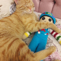 Tekir Kedi, Kedi  yumak fotoğrafı