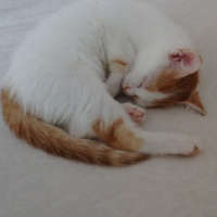 Tekir Kedi, Kedi  yumak fotoğrafı