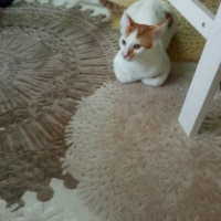 Tekir Kedi, Kedi  yumak fotoğrafı
