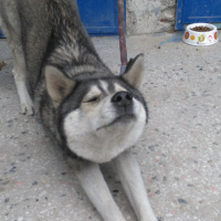 Sibirya Kurdu (Husky), Köpek  Bella fotoğrafı