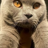 British Shorthair, Kedi  Kaju fotoğrafı