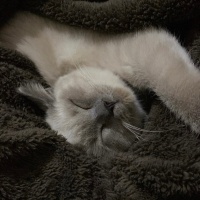 British Shorthair, Kedi  Latte fotoğrafı
