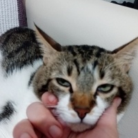 Tekir Kedi, Kedi  Miki fotoğrafı