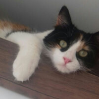 Tekir Kedi, Kedi  Mindy fotoğrafı