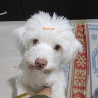 Maltese, Köpek  Korsan fotoğrafı