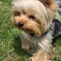 Yorkshire Terrier, Köpek  Pablo fotoğrafı