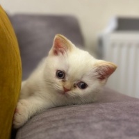 British Shorthair, Kedi  SÜTLAÇ fotoğrafı