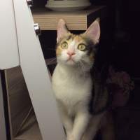 American Keuda, Kedi  Suzi fotoğrafı