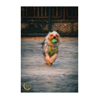 Yorkshire Terrier, Köpek  Alvin fotoğrafı