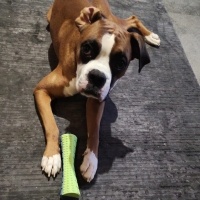 Boxer, Köpek  Dexter fotoğrafı