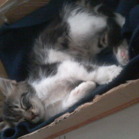 Tekir Kedi, Kedi  Lucky fotoğrafı