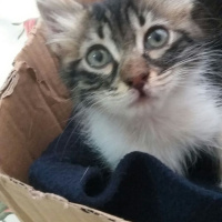 Tekir Kedi, Kedi  Lucky fotoğrafı