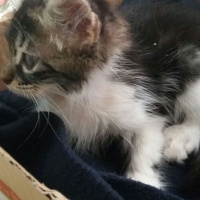 Tekir Kedi, Kedi  Lucky fotoğrafı
