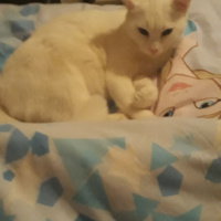 Ankara Kedisi, Kedi  karmen fotoğrafı