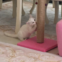 Ankara Kedisi, Kedi  karmen fotoğrafı