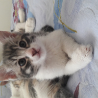 Tekir Kedi, Kedi  Duman fotoğrafı