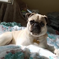 Pug, Köpek  Linda fotoğrafı