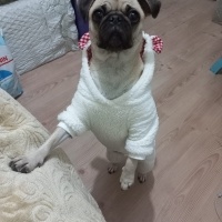 Pug, Köpek  Linda fotoğrafı