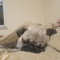 Pug, Köpek  Linda fotoğrafı