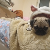 Pug, Köpek  Linda fotoğrafı