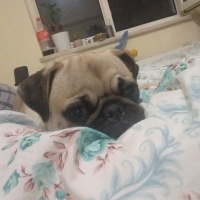 Pug, Köpek  Linda fotoğrafı