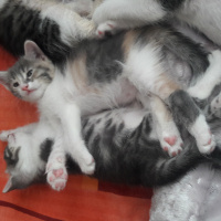 Tekir Kedi, Kedi  Mia fotoğrafı