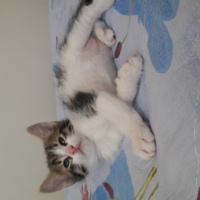 Tekir Kedi, Kedi  Tosbik fotoğrafı