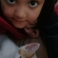 Tekir Kedi, Kedi  minnoş leblebi fotoğrafı
