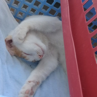 Tekir Kedi, Kedi  minnoş leblebi fotoğrafı