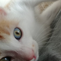 Tekir Kedi, Kedi  minnoş leblebi fotoğrafı