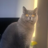 British Shorthair, Kedi  Mika fotoğrafı