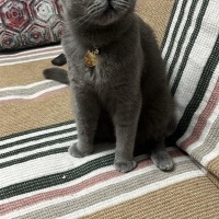 Brazilian Shorthair, Kedi  şans fotoğrafı