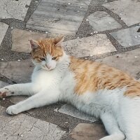 Sarman, Kedi  Köpük fotoğrafı