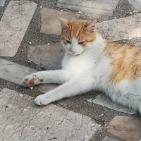 Sarman, Kedi  Köpük fotoğrafı