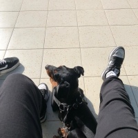 Doberman Pinscher, Köpek  Chıvas fotoğrafı
