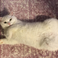 British Shorthair, Kedi  Timy fotoğrafı