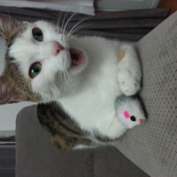 Tekir Kedi, Kedi  Daisy fotoğrafı