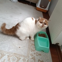 İran Kedisi (Persian), Kedi  tarçın fotoğrafı