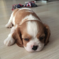 Cavalier King Charles Spanieli, Köpek  Simba fotoğrafı