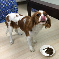 Cavalier King Charles Spanieli, Köpek  Simba fotoğrafı