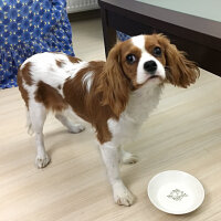 Cavalier King Charles Spanieli, Köpek  Simba fotoğrafı