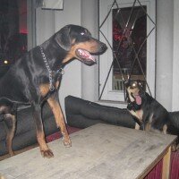 Doberman Pinscher, Köpek  LEON fotoğrafı