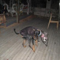 Doberman Pinscher, Köpek  LEON fotoğrafı